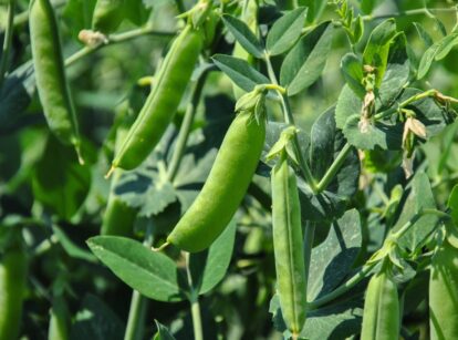 Pea plant with plump, ripe green pods and delicate, tendril-like leaves with a soft, bright green hue.