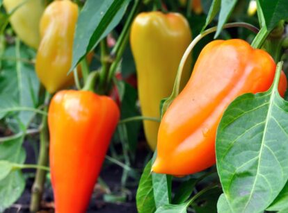 Orange, red, and yellow bell peppers growing among dark green, smooth garden leaves.