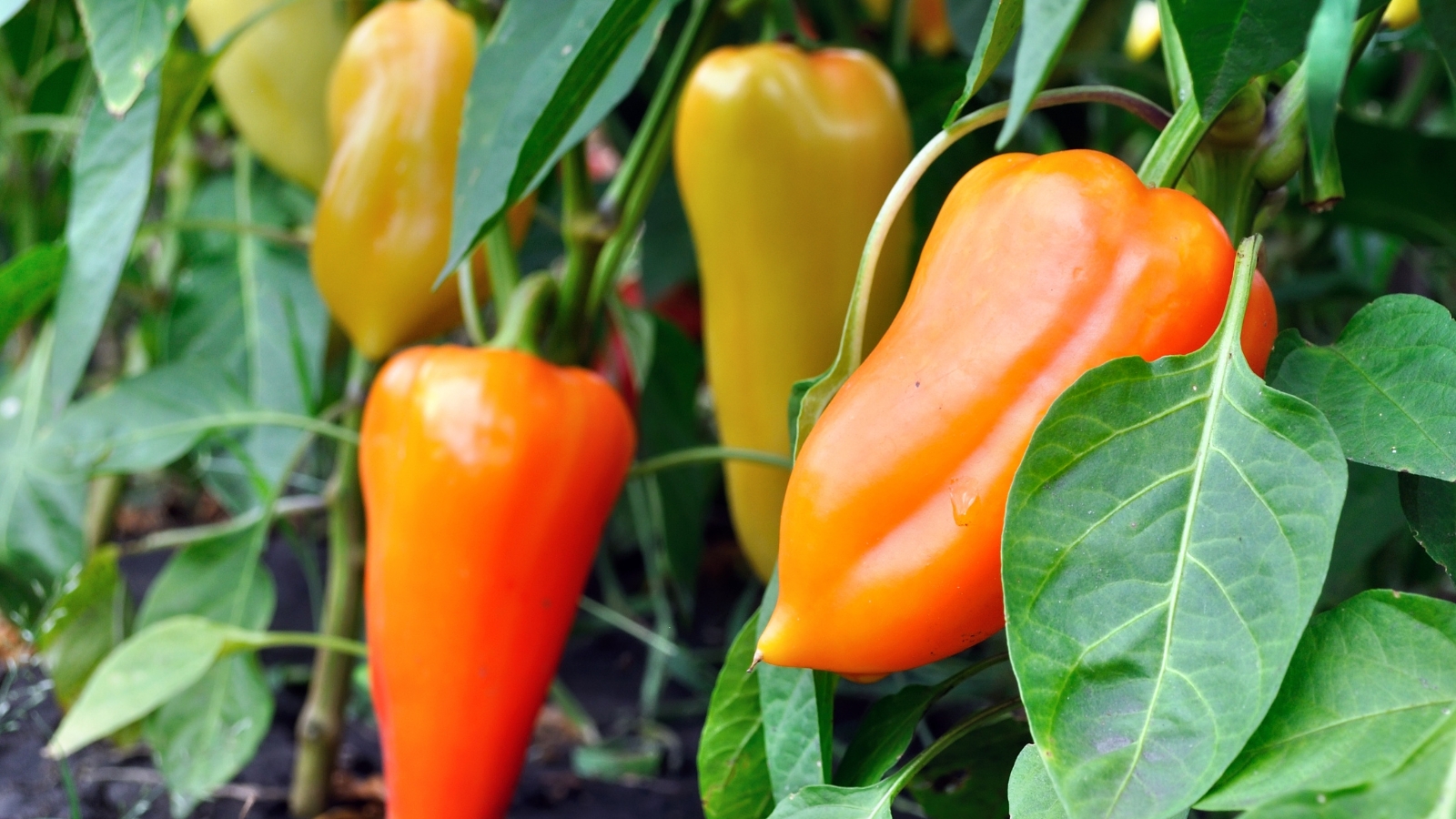 Orange, red, and yellow bell peppers growing among dark green, smooth garden leaves.