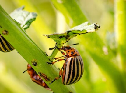 Colorado potato beetles with yellow and black stripes feeding on the green surface of a potato leaf, causing visible damage.