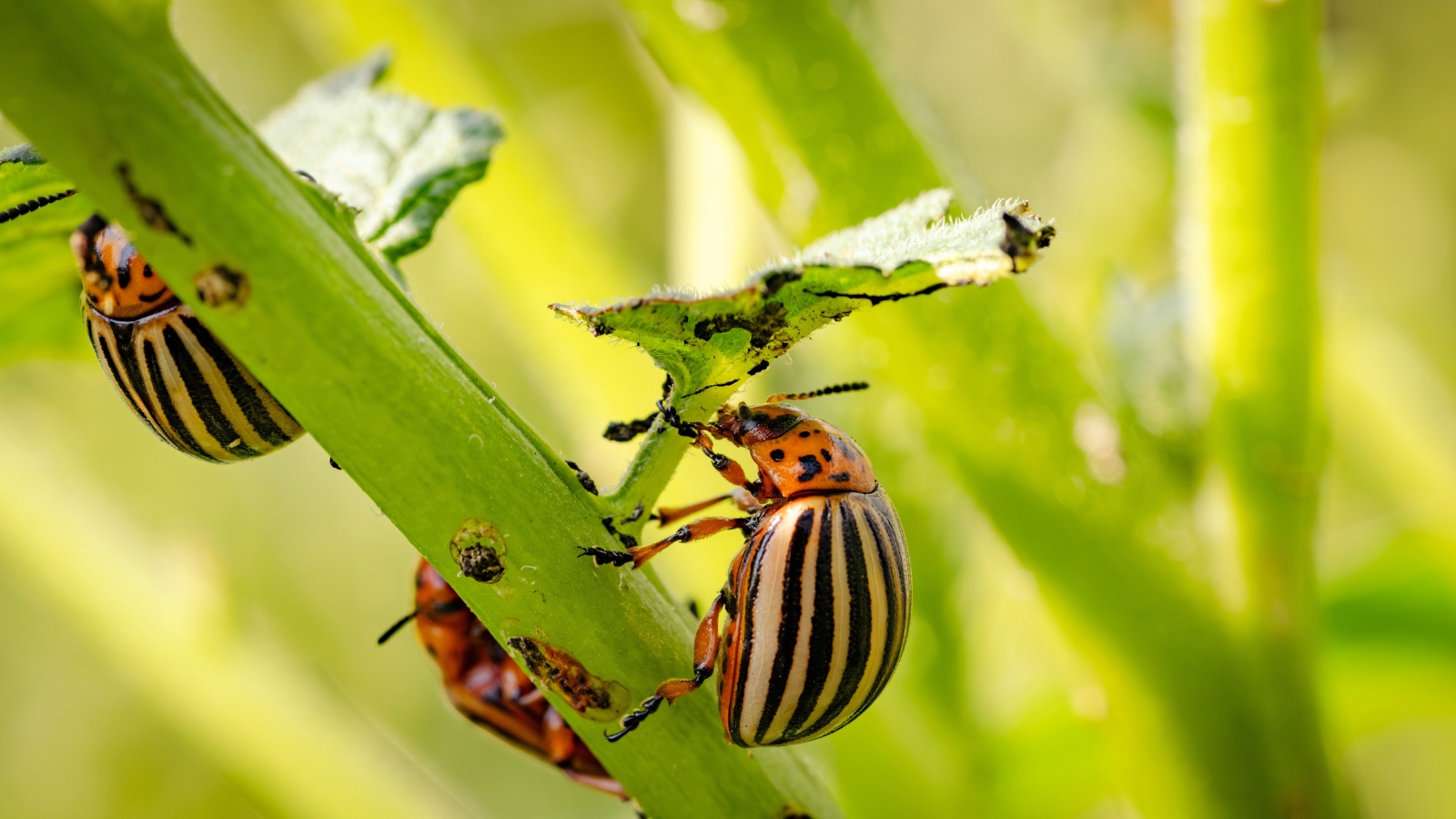 Colorado potato beetles with yellow and black stripes feeding on the green surface of a potato leaf, causing visible damage.