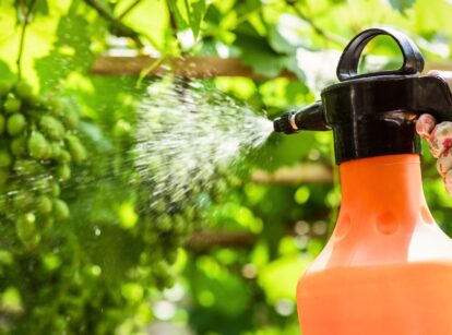 Close up of a gardener spraying grape plants with organic pesticides to control pests using an orange plastic sprayer.