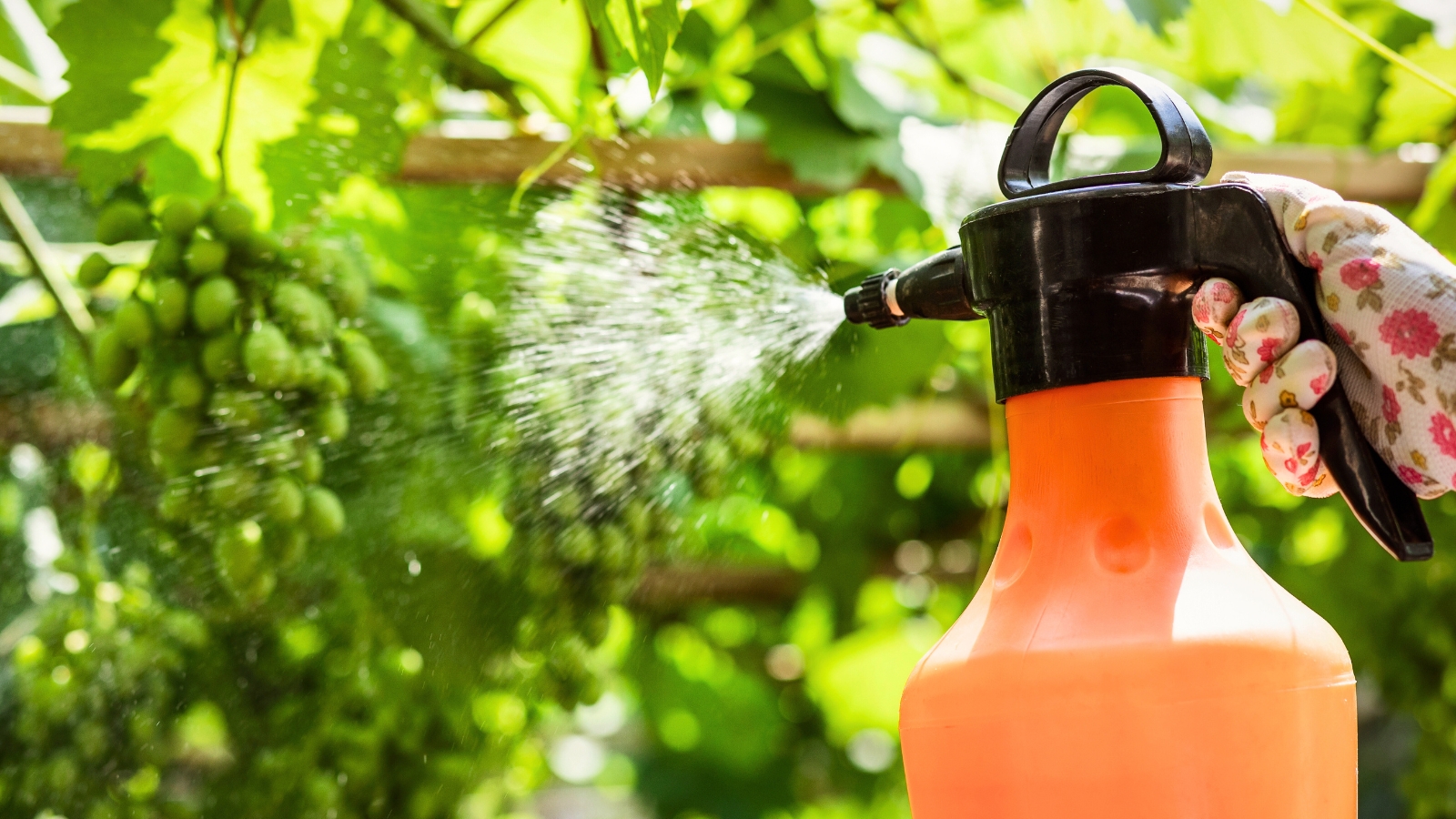 Close up of a gardener spraying grape plants with organic pesticides to control pests using an orange plastic sprayer.