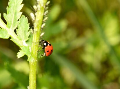 Close-up of a red ladybug with black spots feeding on a group of small green aphids on a plant stem.