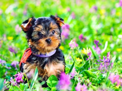 Yorkshire Terrier puppy in a garden with flowers, showcasing pet-friendly seeds.