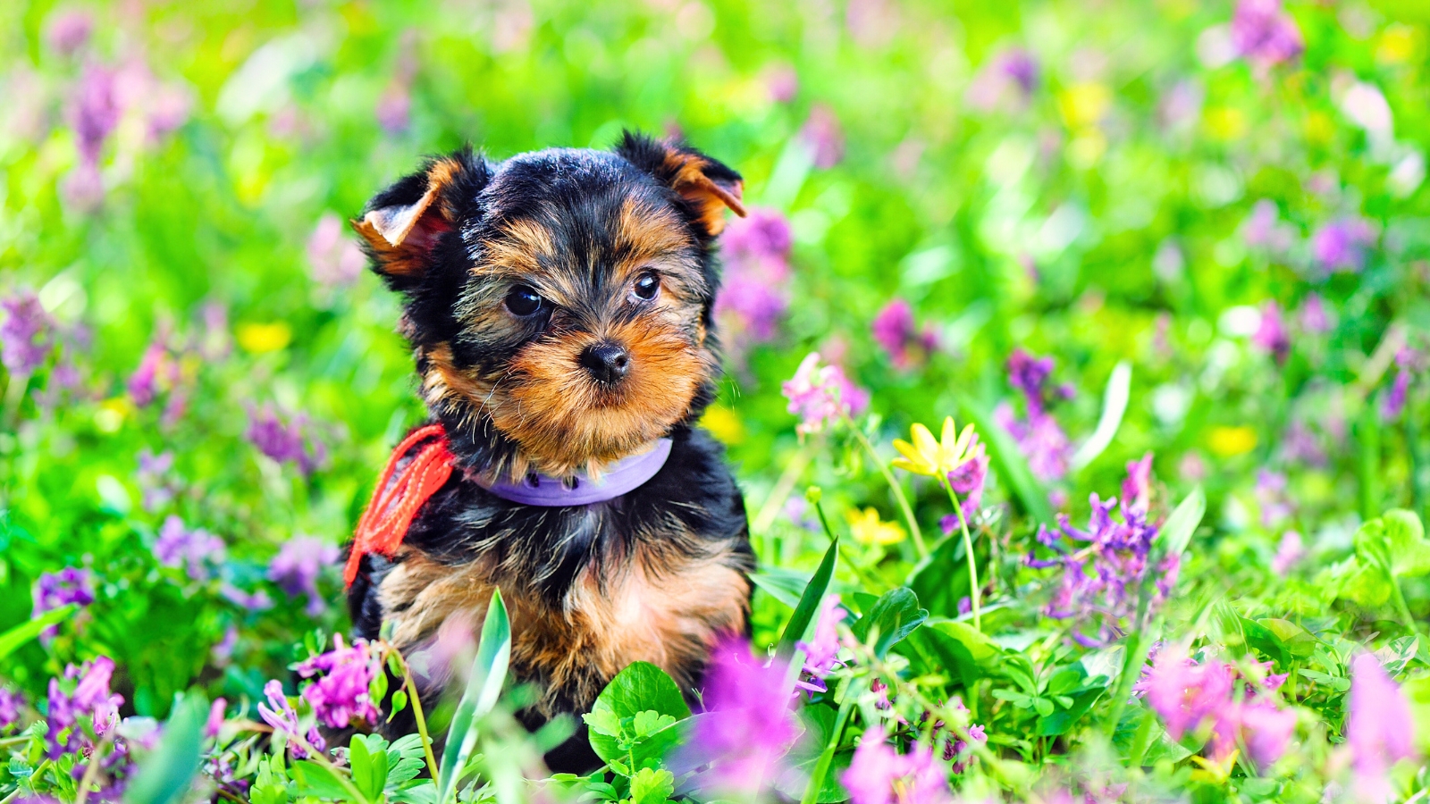 Yorkshire Terrier puppy in a garden with flowers, showcasing pet-friendly seeds.