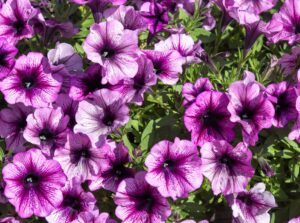 Blooming Surfinia petunias with vibrant, trumpet-shaped flowers in shades of pink and purple.