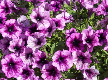 Blooming Surfinia petunias with vibrant, trumpet-shaped flowers in shades of pink and purple.