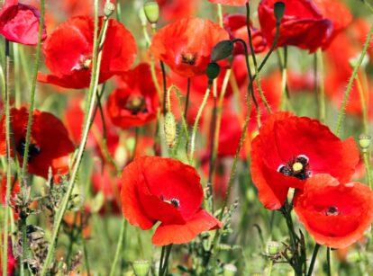 Blooming poppies in the garden with vibrant, crepe-paper-like flowers in shades of red, surrounded by green leaves and sturdy stems.