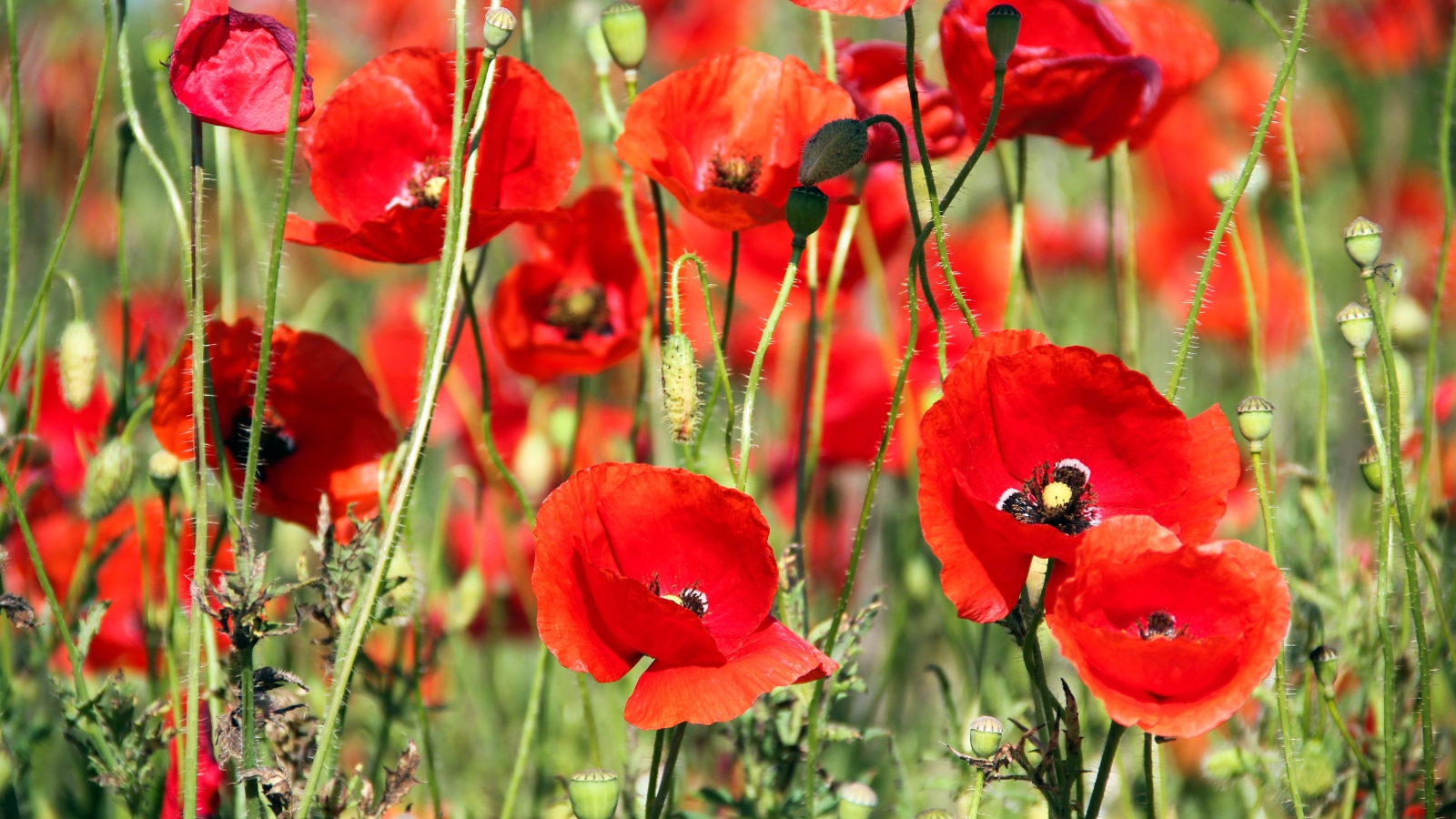 Blooming poppies in the garden with vibrant, crepe-paper-like flowers in shades of red, surrounded by green leaves and sturdy stems.