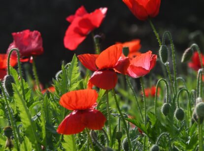 Poppies growing in a garden bed, with delicate green leaves and vibrant red flowers in full bloom.