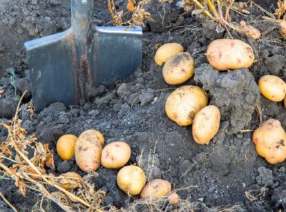 An old garden spade is embedded in the soil beside freshly dug potato tubers.