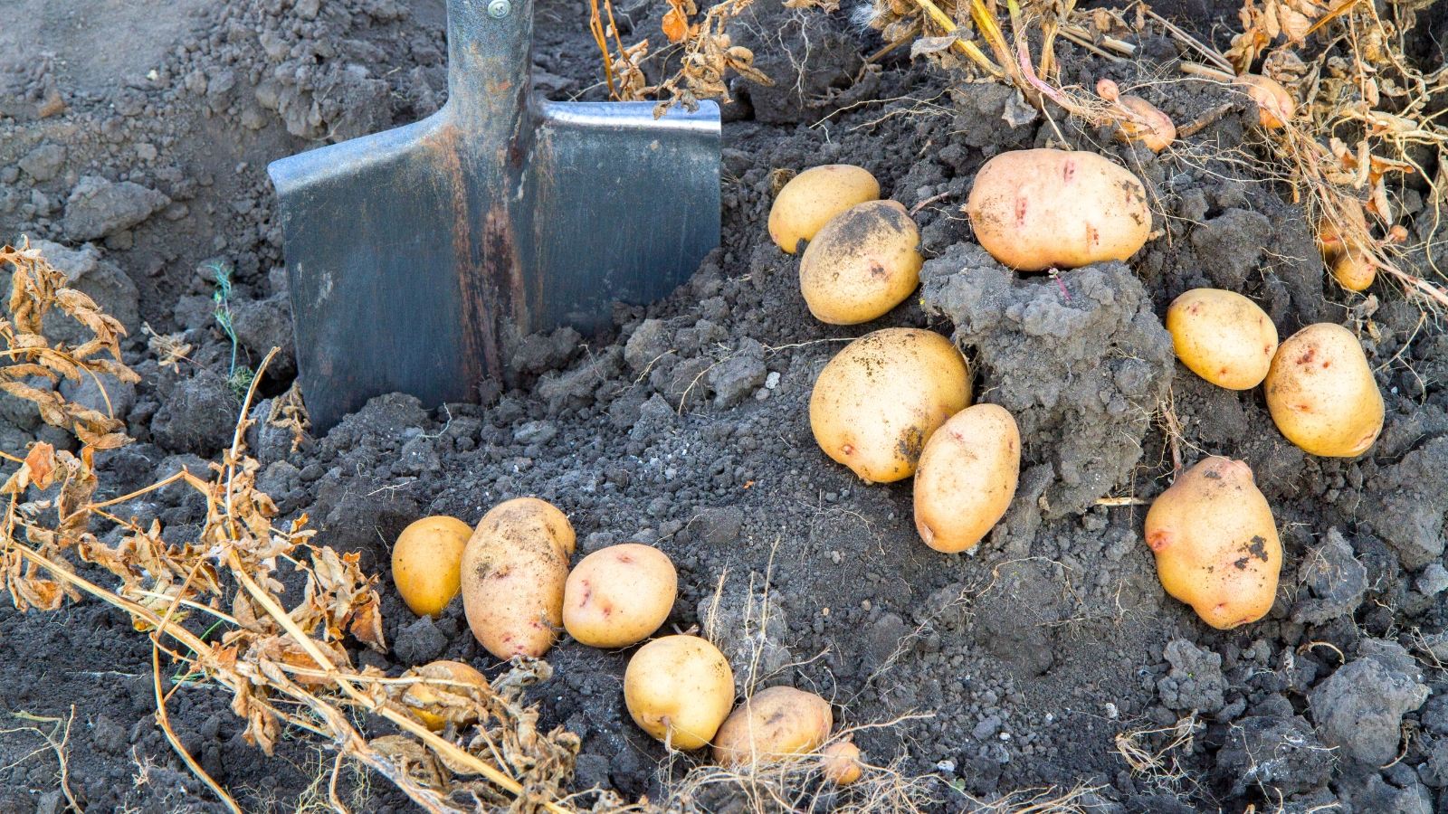 An old garden spade is embedded in the soil beside freshly dug potato tubers.