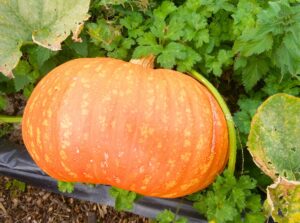 A large orange pumpkin grows on a vine in the garden, surrounded by green leaves and soil.