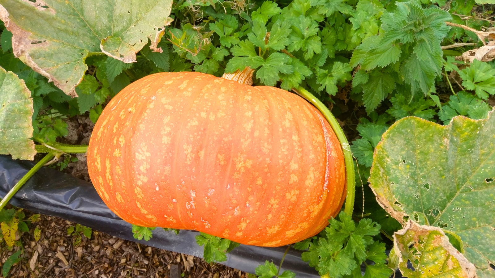 A large orange pumpkin grows on a vine in the garden, surrounded by green leaves and soil.