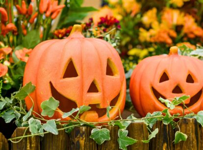 Two freshly carved pumpkins with Halloween designs.