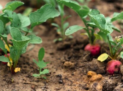 Radishes grow in a garden bed, with green leaves and round red roots partially visible above the soil.