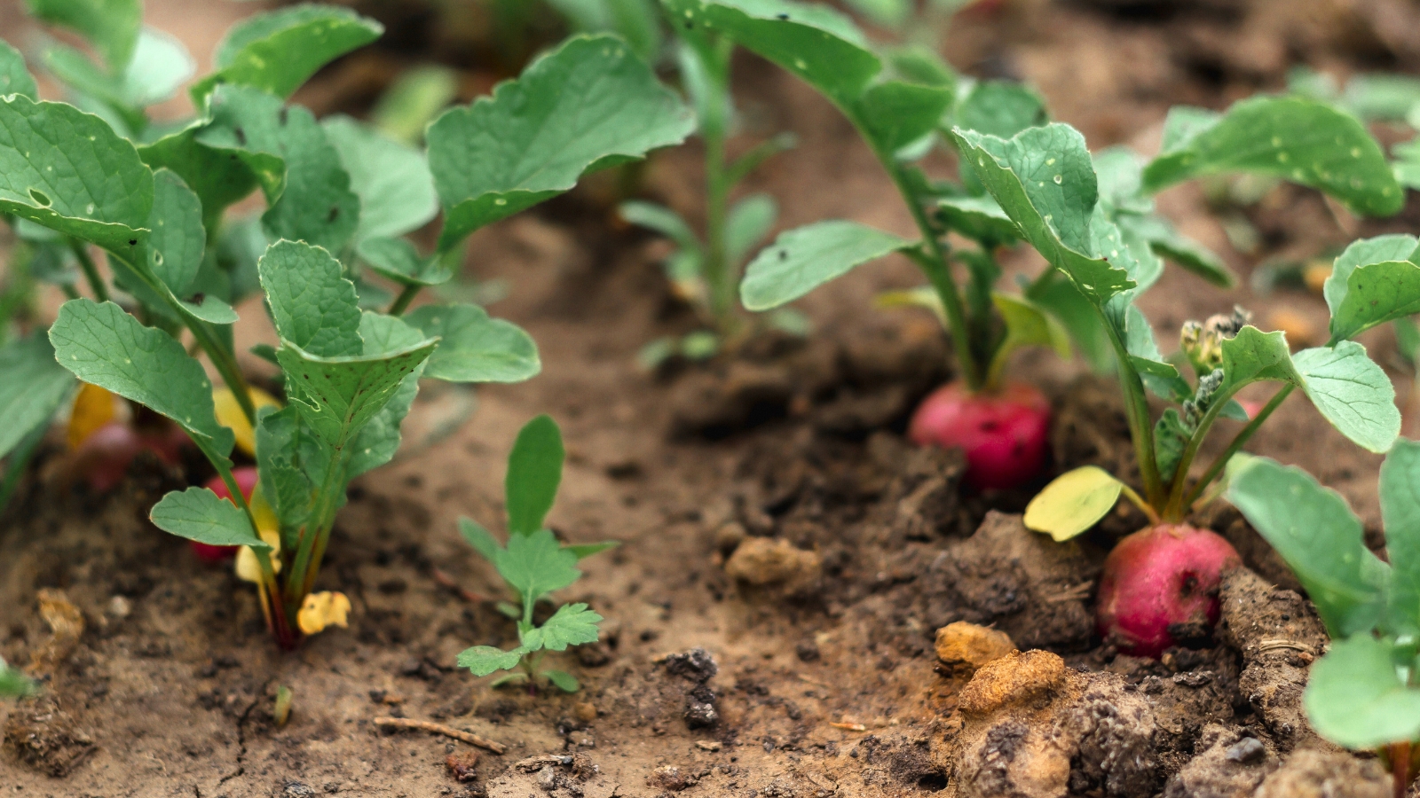 Radishes grow in a garden bed, with green leaves and round red roots partially visible above the soil.