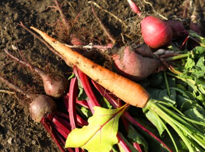 Freshly picked root vegetables, including orange carrots, red radishes, and purple-red beets, with their green leafy tops still attached.