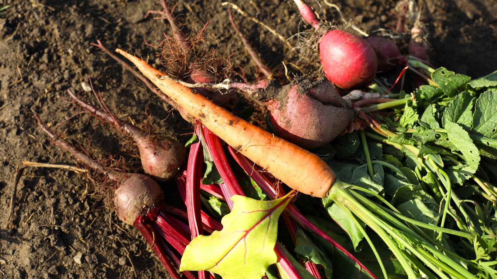 Freshly picked root vegetables, including orange carrots, red radishes, and purple-red beets, with their green leafy tops still attached.