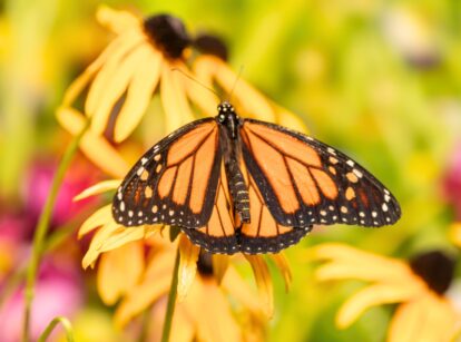 A Monarch butterfly resting on a bright yellow coneflower in a garden.