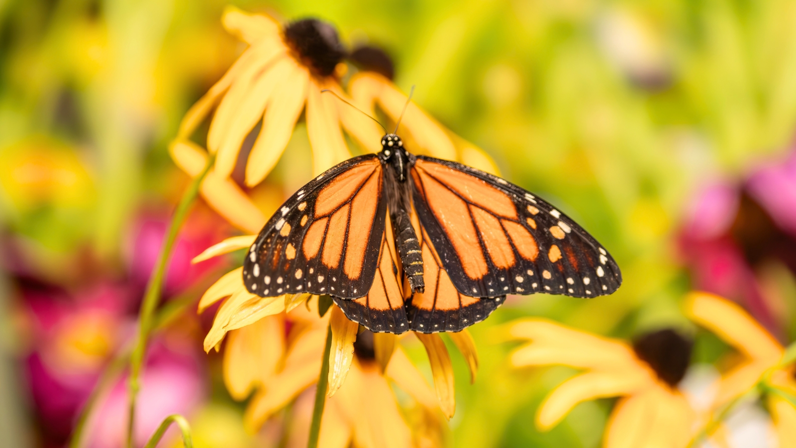 A Monarch butterfly resting on a bright yellow coneflower in a garden.