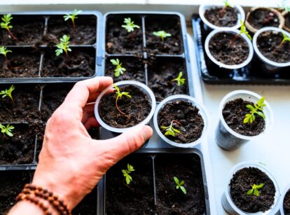 A man's hand holds a small potted plant suitable for indoor growth, showcasing the plant's fresh green leaves and compact size.