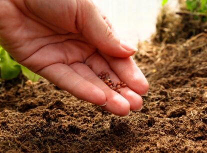 Close-up of a female hand sowing seeds into the soil.