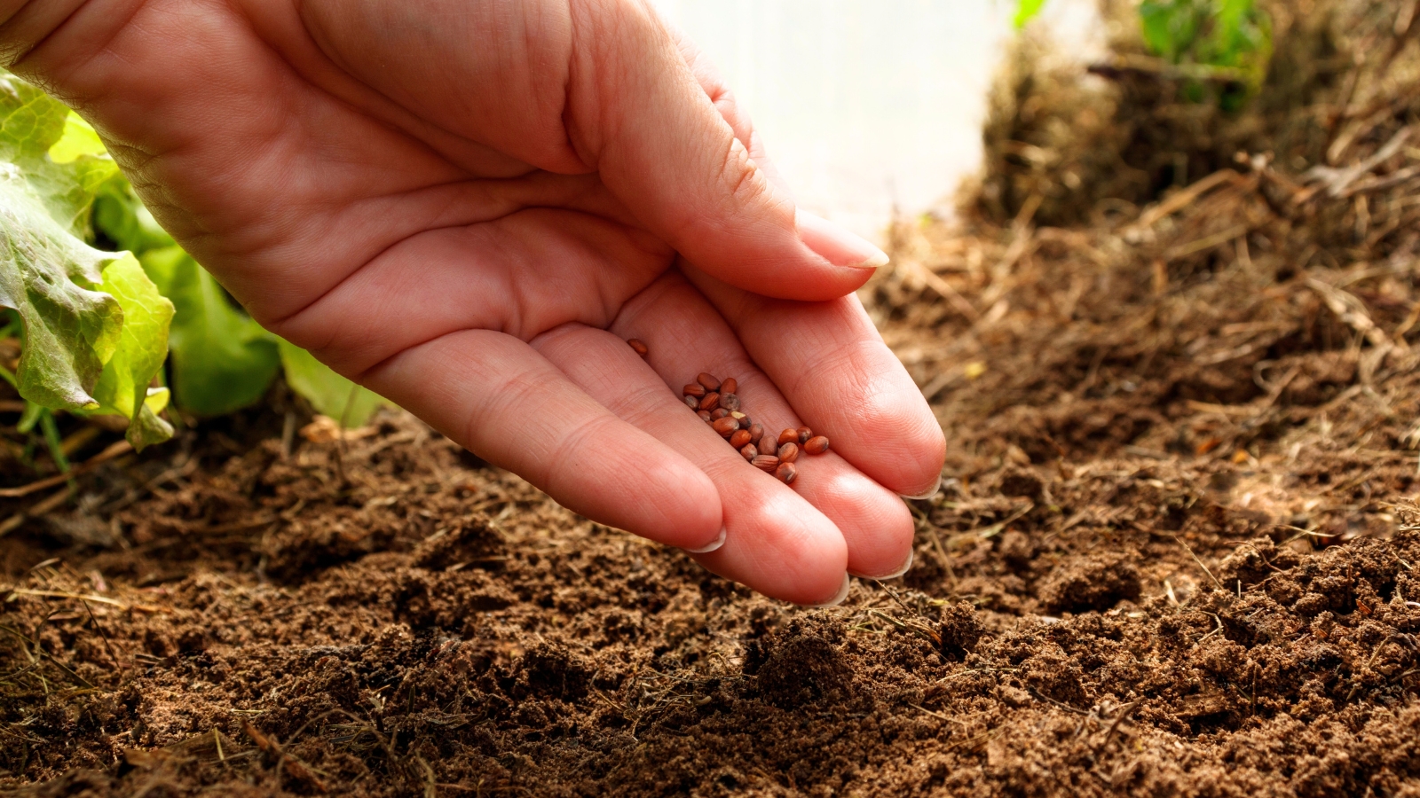 Close-up of a female hand sowing seeds into the soil.