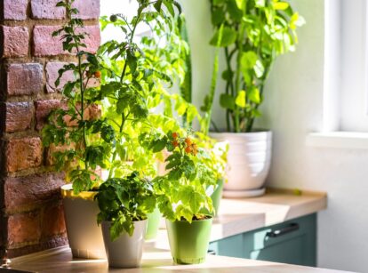 On the kitchen counter, three pots of different sizes and colors contain cherry tomatoes, featuring serrated green foliage and ripening small, round golden fruits, perfect for small space container gardening.