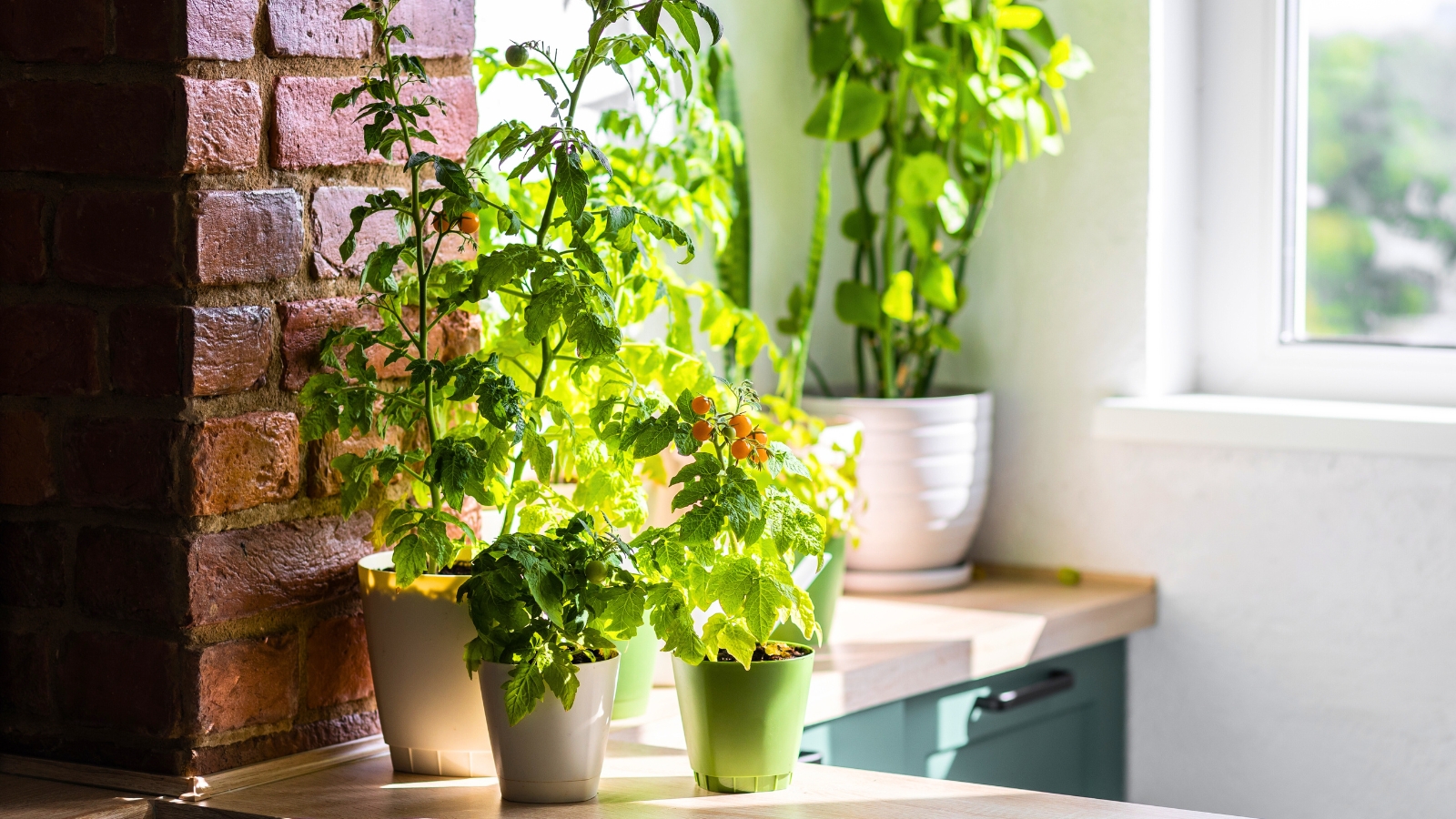 On the kitchen counter, three pots of different sizes and colors contain cherry tomatoes, featuring serrated green foliage and ripening small, round golden fruits, perfect for small space container gardening.