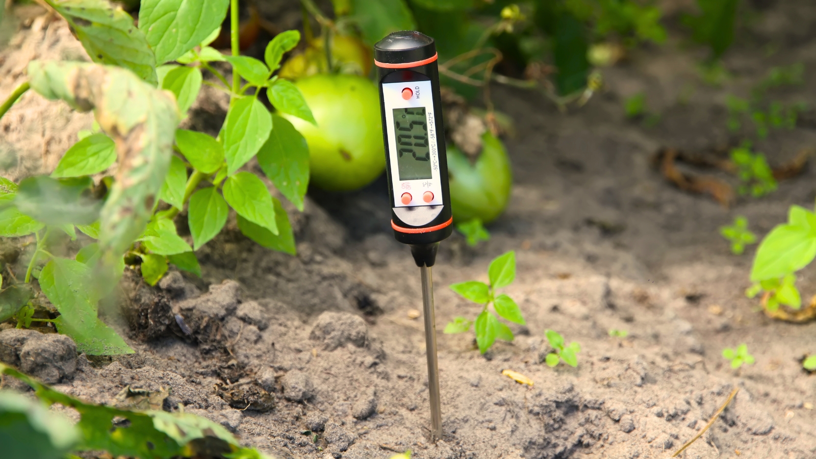 A close-up of a thermometer stuck into dark brown soil measuring the temperature for successful seed germination.