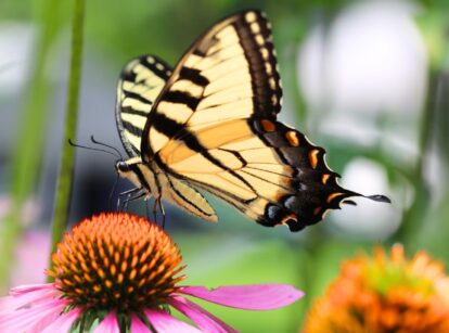 Yellow Swallowtail butterfly on a pink Coneflower, with vibrant petals.