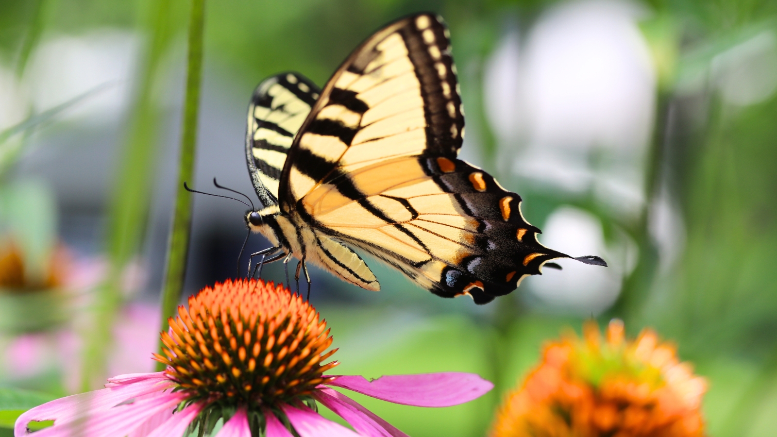 Yellow Swallowtail butterfly on a pink Coneflower, with vibrant petals.