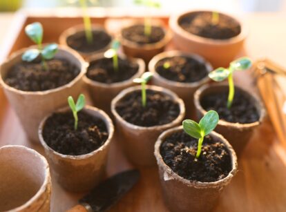 Small plant sprouts are growing in paper pots outdoors, placed on a wooden surface.