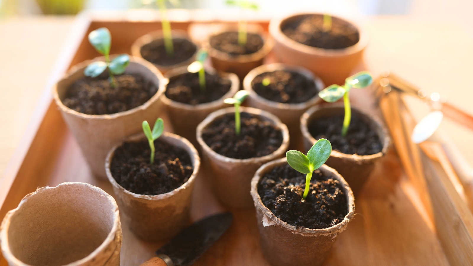 Small plant sprouts are growing in paper pots outdoors, placed on a wooden surface.