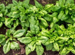 Organic spinach plants growing in neat rows in a garden, with lush, green leaves and rich soil.