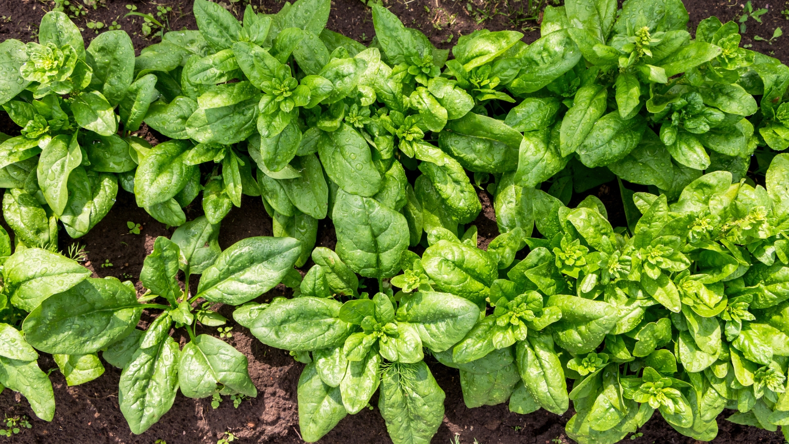 Organic spinach plants growing in neat rows in a garden, with lush, green leaves and rich soil.