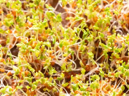 Close-up of young microgreen sprouts showing their delicate, fresh growth.