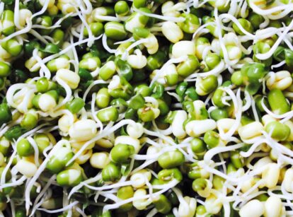 A large number of freshly growing sprouts densely packed together, with delicate green leaves and stems reaching upward.