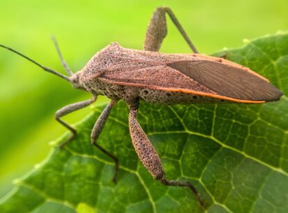 A close-up of a squash bug on a leaf, a major pest of squash and pumpkins.