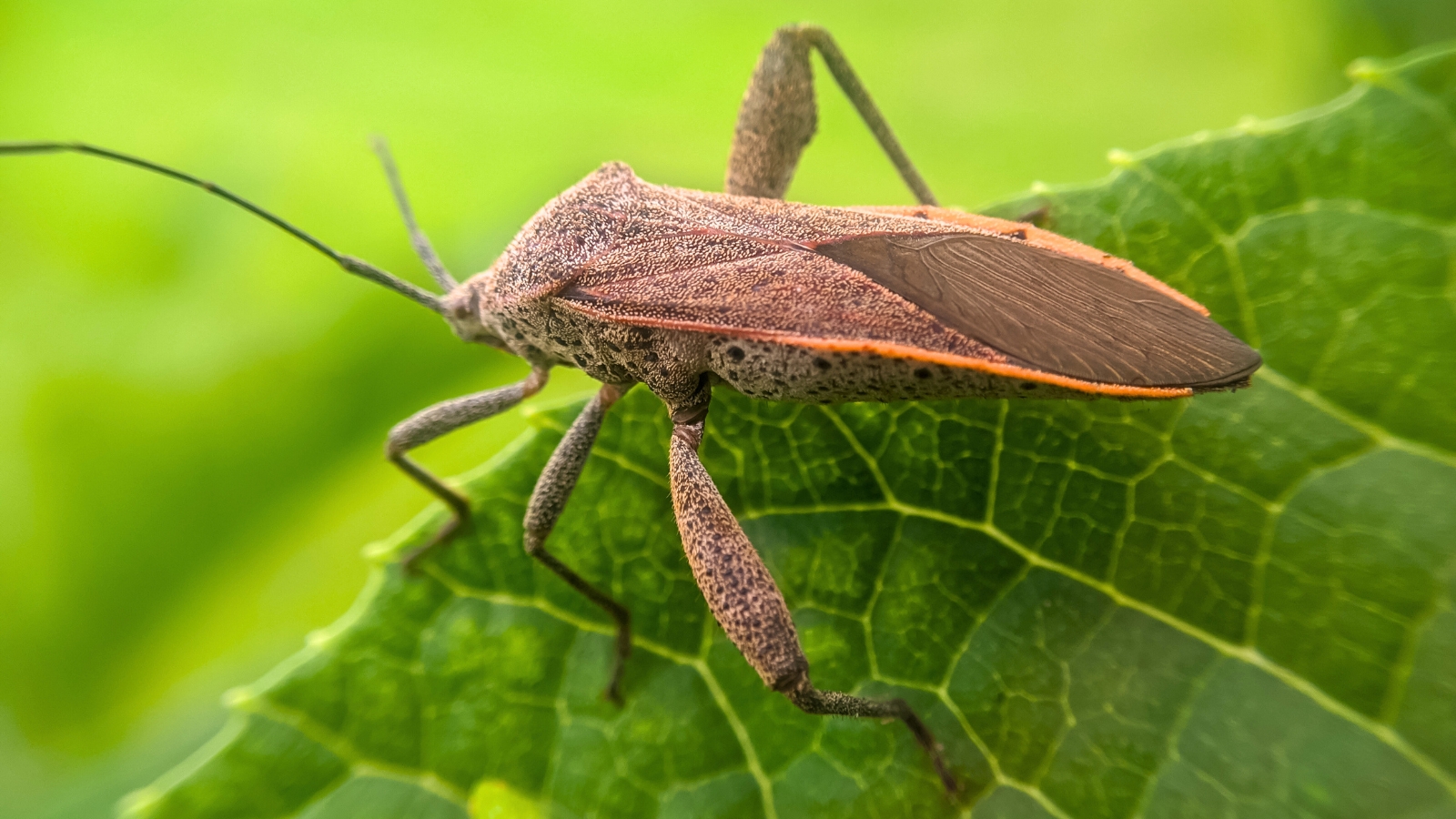 A close-up of a squash bug on a leaf, a major pest of squash and pumpkins.