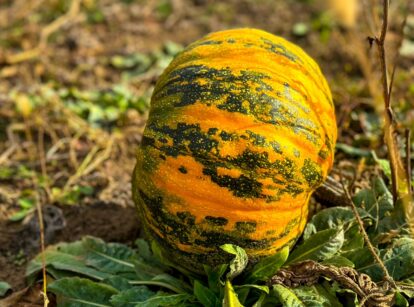 Winter squash plant with a ripe, round orange fruit featuring green stripes and a ribbed peel growing in a garden.