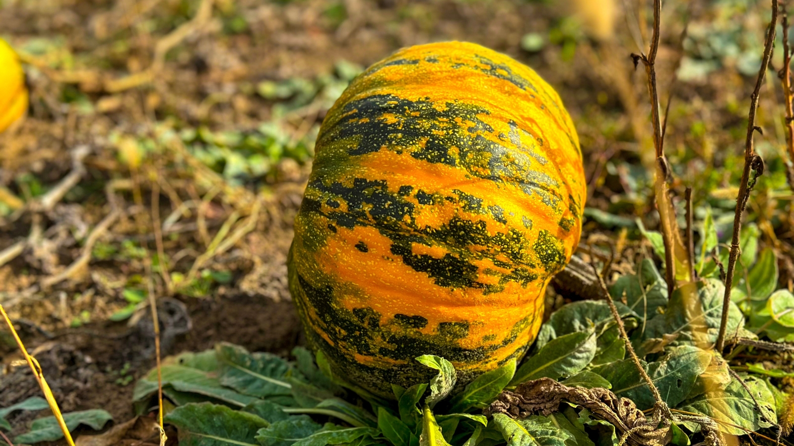 Winter squash plant with a ripe, round orange fruit featuring green stripes and a ribbed peel growing in a garden.