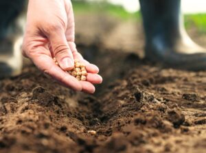 Close-up of a farmer's hand pouring seeds onto the ground for planting.