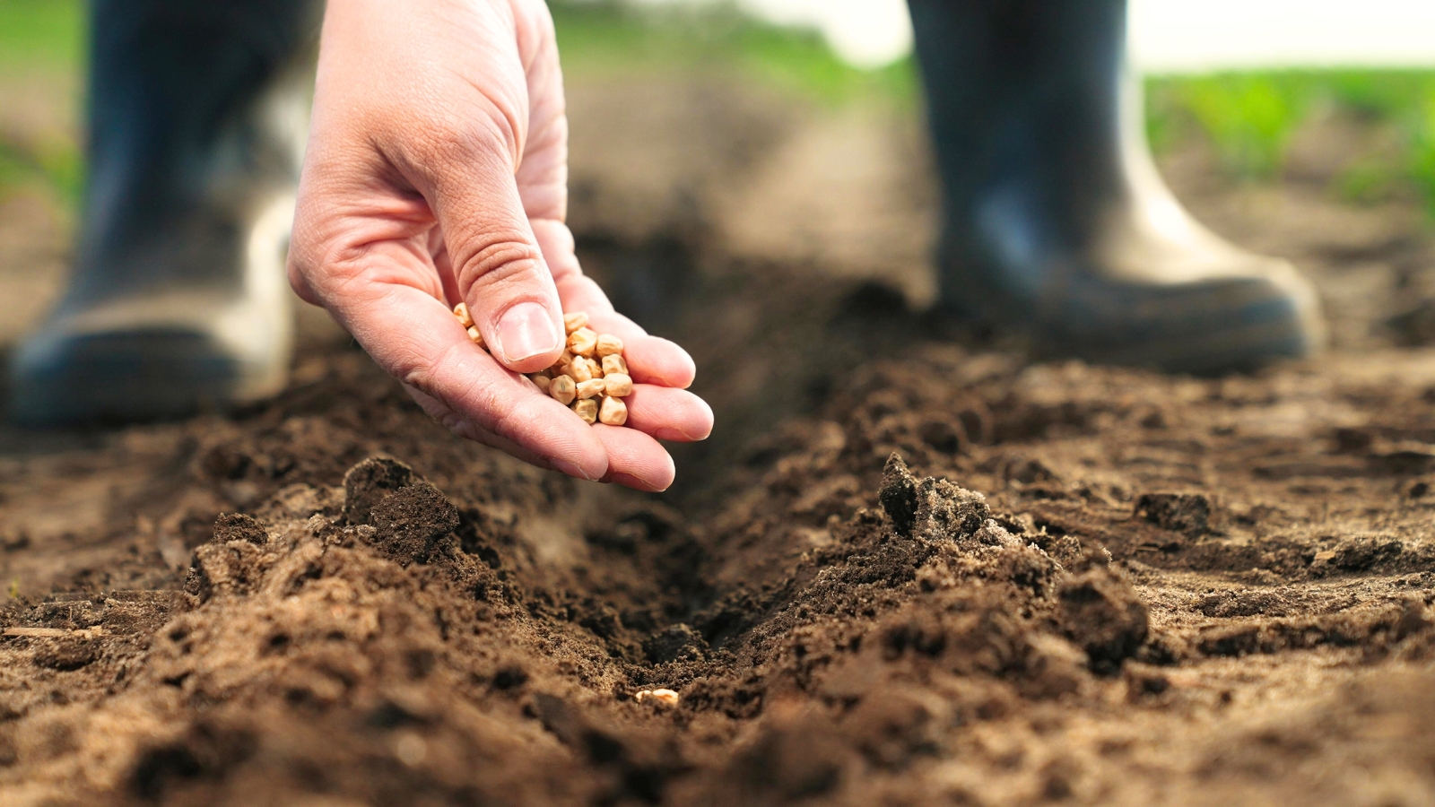 Close-up of a farmer's hand pouring seeds onto the ground for planting.