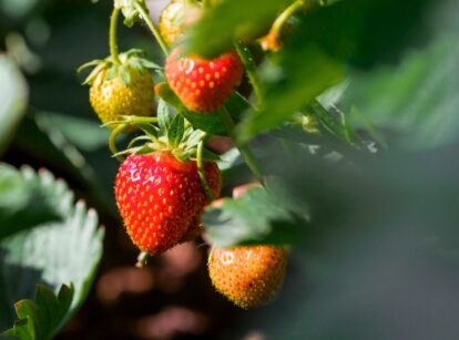 Close-up of ripe strawberries nestled among green, jagged foliage in the garden.