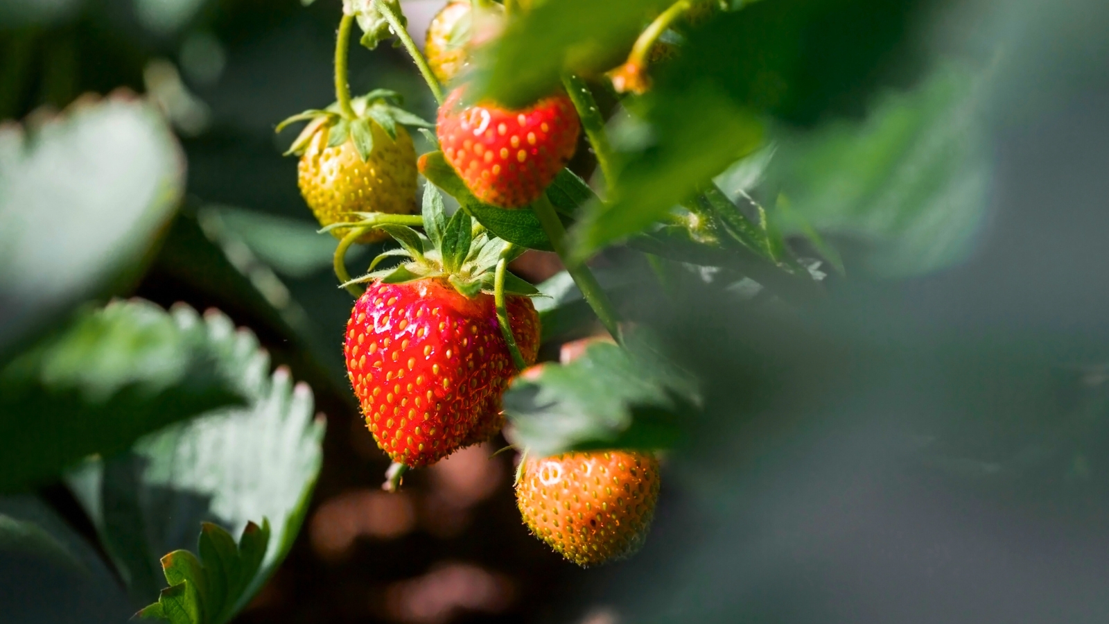 Close-up of ripe strawberries nestled among green, jagged foliage in the garden.