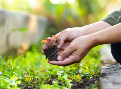 Farmer's hands holding a plant with roots covered in soil, ready for planting.