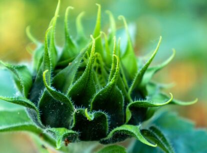 Close-up of young sunflower artichokes, showing their developing buds.